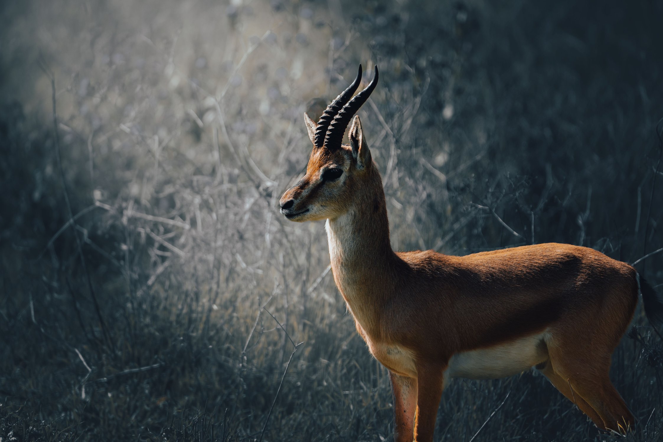 Deer moving through dry scrub at dusk