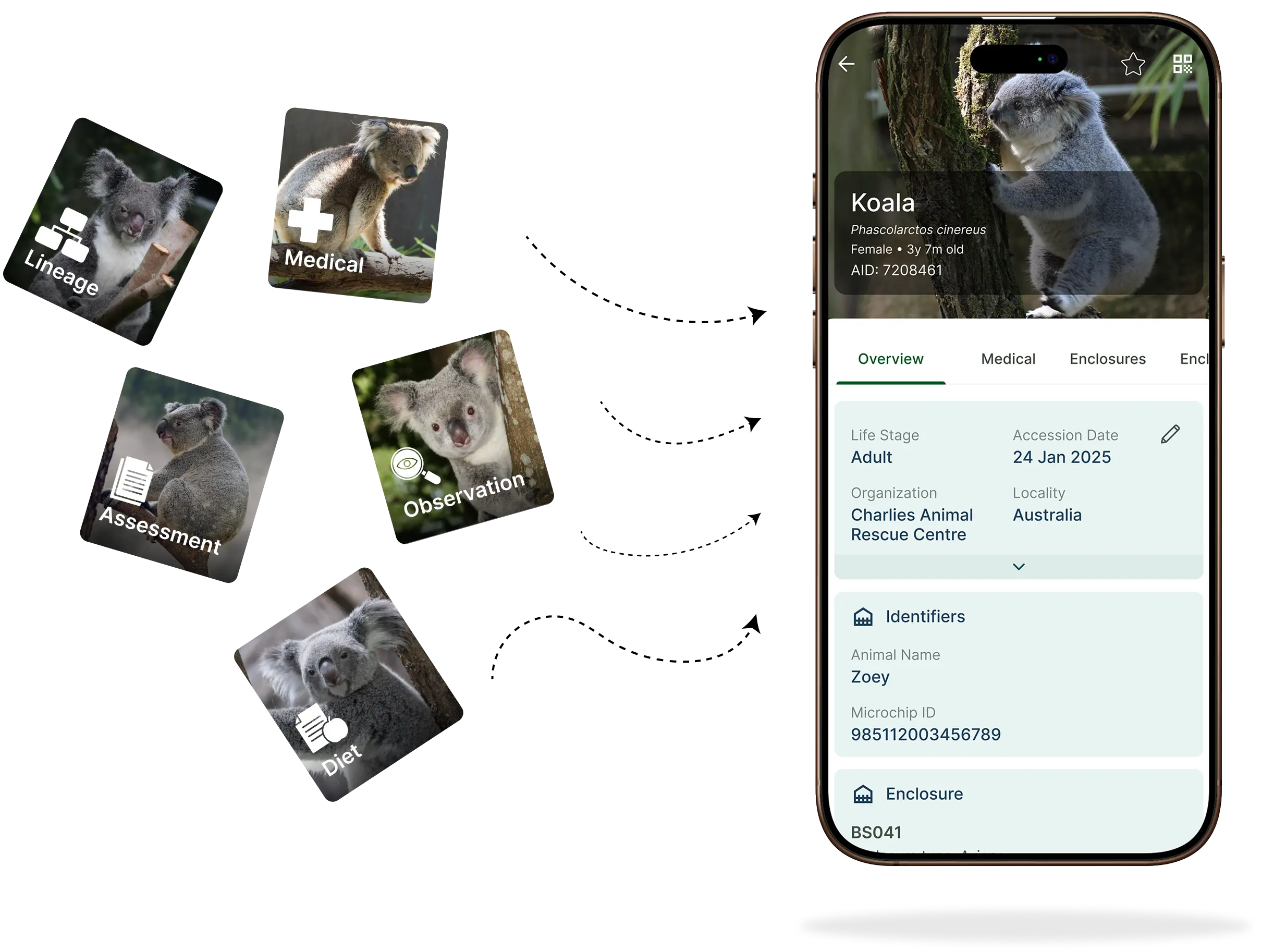Scattered animal records consolidating into one animal profile